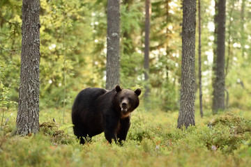 dark brown bear in a forest at summer evening