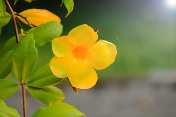 yellow flower