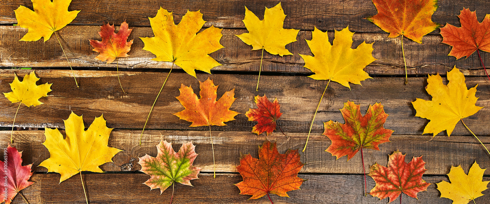 Wall mural autumn maple leaves background on top view wooden table horizontal frame.