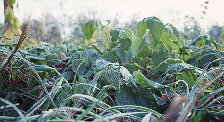 Hoarfrost on green leaves, autumn background, cold