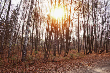 Autumn forest background, yellow leaves, leaf fall