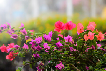 pink flowers in the garden
