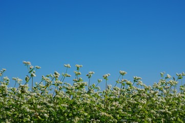 青空と蕎麦の花