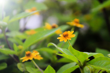 yellow flower
