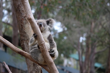 Relax Koala 2