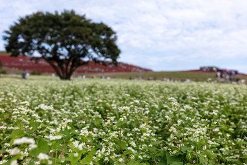 ひたち海浜公園のソバの花とコキア