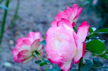 pink flowers in the garden