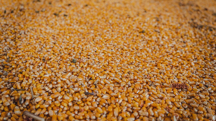 yellow corn seeds background close up