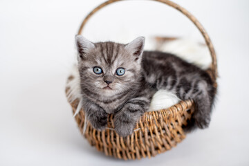 Fototapeta na wymiar Süße Britisch Kurzhaar Kätzchen 