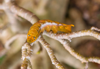Close-up of big brown caterpillar.The larva of a butterfly or moth