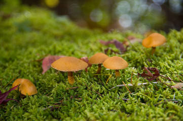 苔とキノコ