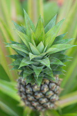 Close-up shape of pineapple leaf with green background.