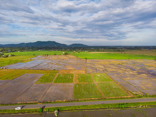 Amazing Beautiful Aerial view of young green rice paddy field at Kota Belud, Sabah, Malaysia