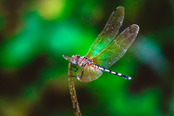 Dragonfly hold on dry branches and copy space .Dragonfly in the nature. Dragonfly in the nature habitat. Beautiful nature scene with dragonfly outdoor.a background wallpaper.The concept for writing