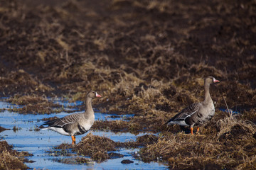 Greater white-fronted goose birds (Anser albifrons) on agriculture field.