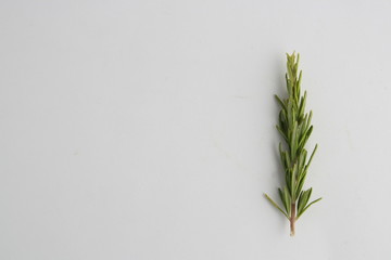 pretty branch of rosemary on white background