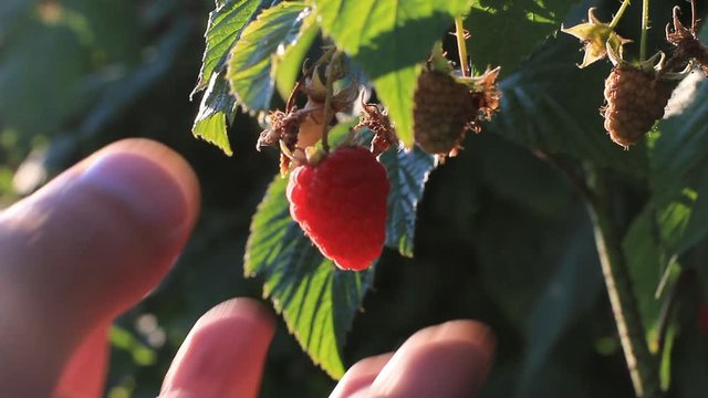 Close up of a hand picking a ripe red raspberry from the plant