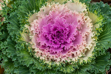 Decorative pink magenta green cabbage flower. Beautiful organic vegetable. Curly cabbage
