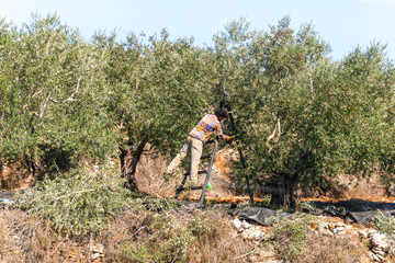The traditional harvest of olives. A young man - an Arab sticks olives from a tree with a stick in the Samaria region in Benjamin district near to Rosh Haayin - obrazy, fototapety, plakaty