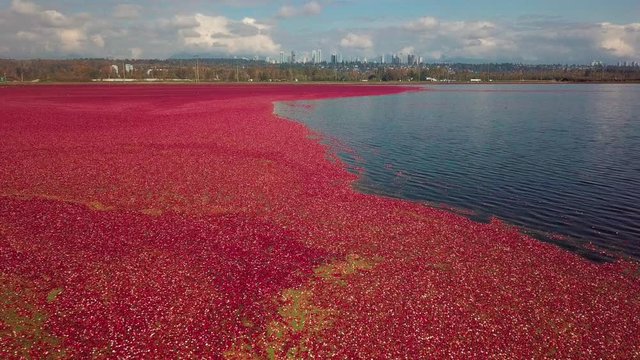 Stunning opening establishing drone shot of cranberry field with city skyline in the far. For wet harvesting, the bogs are flooded with water.