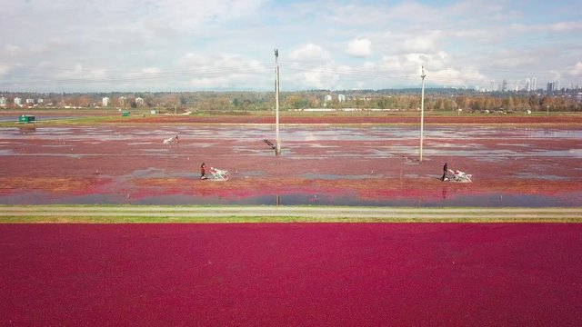 Aerial profile following shot of cranberry field workers moving through the bog on harvesting machines. For wet harvesting, the bogs are flooded with water.