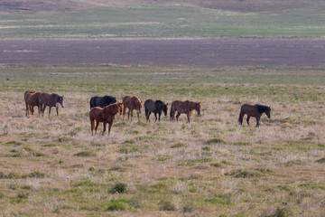 Herd of Wild Horses in Spring in Utah