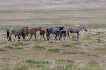 Naklejka na ściany i meble Herd of Wild Horses in Spring in Utah