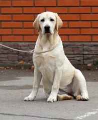 yellow labrador in the park