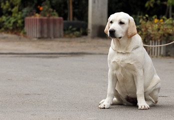 sweet yellow labrador in the park