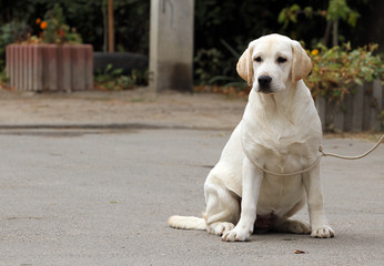 a sweet yellow labrador in the park