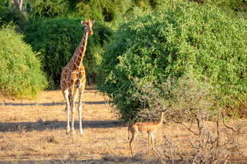 Giraffe from samburu/kenya/africa