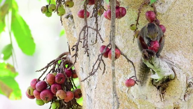 Pallas's Squirrel or the Red-bellied Tree Squirrel found eating a fruit on a branch of a fruiting tree, Callosciurus erythraeus; this squirrel was seriously engaged into its healthy meal.