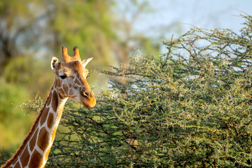 Obraz premium Giraffe from kenya/africa