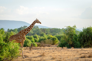 Giraffe from kenya/africa