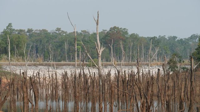 Hundreds of dead trees on thakhek loop, water reservoir