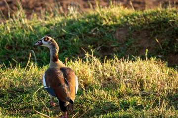 Egyptian goose closeup birdlife shot from africa.