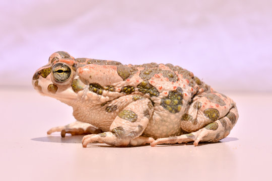 Bufo Common European Toad