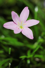 Fototapeta premium Blossom Zephyranthes Lily, Rain Lily, Fairy Lily, Little Witches flowers is wildflowers in tropical forest