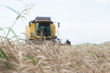 Wheat combine harvester harvesting wheat