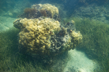 Indian Ocean Corals