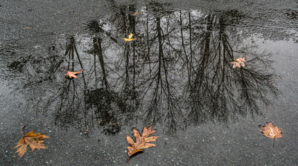 Leaves and rain puddle