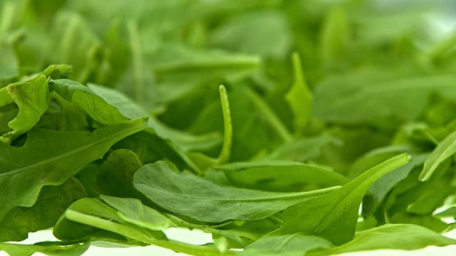 Fresh green arugula leaves lying in heap and goes around. Food for background.