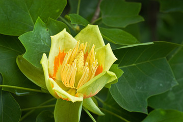 Tulip poplar flower