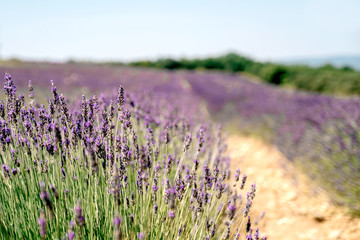 Naklejka premium Lavendelfeld im Sommer in der Provence, Frankreich