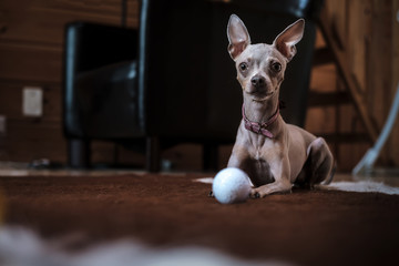 Toy terrier dog with pink collar, quietly resting on the mat after the game with a golf ball, in a homelike atmosphere.