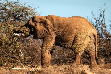 Big male elephant from Samburu with big tusks