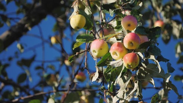 Ripe winter grade apples high on a branch of apple tree