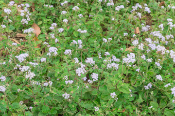 Blooming Ageratum conyzoides (cut lon) field of flowers at springtime in Vietnam