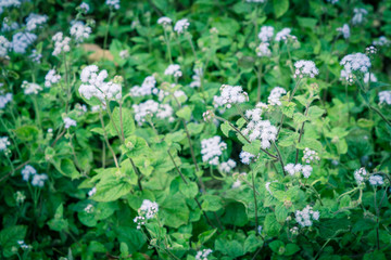 Filtered image blooming Ageratum conyzoides (cut lon) field of flowers at springtime in Vietnam