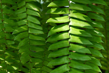 Fern leafs and fog with sunlight.